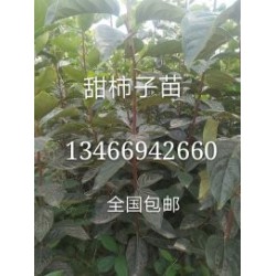 甜柿子苗=甜柿子树苗价格=1米甜柿子苗种植基地